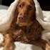 Alexandra + stapan de animal de companie care a apelat la un pet sitter in loc de pensiune canina sau pet hotel