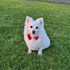 Cristina + stapan de animal de companie care a apelat la un pet sitter in loc de pensiune canina sau pet hotel