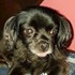 Ioana + stapan de animal de companie care a apelat la un pet sitter in loc de pensiune canina sau pet hotel