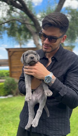 petsitter București vagy Állat szitter a Kutyák Cicák 