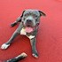 Andreea + stapan de animal de companie care a apelat la un pet sitter in loc de pensiune canina sau pet hotel