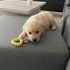 Raluca + stapan de animal de companie care a apelat la un pet sitter in loc de pensiune canina sau pet hotel