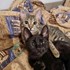 Iulia + stapan de animal de companie care a apelat la un pet sitter in loc de pensiune canina sau pet hotel
