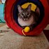 Otilia + stapan de animal de companie care a apelat la un pet sitter in loc de pensiune canina sau pet hotel