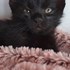 Irina + stapan de animal de companie care a apelat la un pet sitter in loc de pensiune canina sau pet hotel