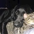 Stefana + stapan de animal de companie care a apelat la un pet sitter in loc de pensiune canina sau pet hotel