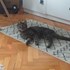 Mihaela + stapan de animal de companie care a apelat la un pet sitter in loc de pensiune canina sau pet hotel