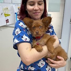 Alina - pet sitter pisici câini București