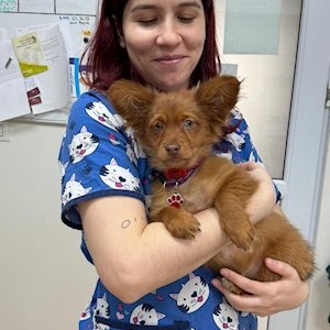 petsitter București vagy Állat szitter a Kutyák Cicák