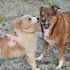 Raluca + stapan de animal de companie care a apelat la un pet sitter in loc de pensiune canina sau pet hotel
