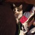 Florian + stapan de animal de companie care a apelat la un pet sitter in loc de pensiune canina sau pet hotel