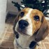 Rus + stapan de animal de companie care a apelat la un pet sitter in loc de pensiune canina sau pet hotel