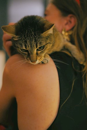 petsitter Florești sau Bonă pentru animale pentru Pisici 