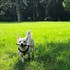 Alice + stapan de animal de companie care a apelat la un pet sitter in loc de pensiune canina sau pet hotel
