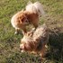 marioara + stapan de animal de companie care a apelat la un pet sitter in loc de pensiune canina sau pet hotel