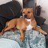 Laura + stapan de animal de companie care a apelat la un pet sitter in loc de pensiune canina sau pet hotel