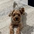 Victor + stapan de animal de companie care a apelat la un pet sitter in loc de pensiune canina sau pet hotel