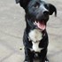 Dana + stapan de animal de companie care a apelat la un pet sitter in loc de pensiune canina sau pet hotel