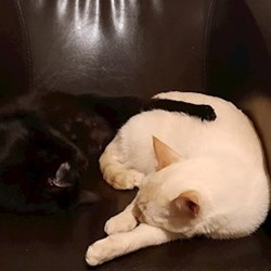 Alexe - pet sitter cats dogs București