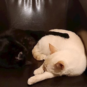 petsitter București or Pet nanny for Dogs Cats