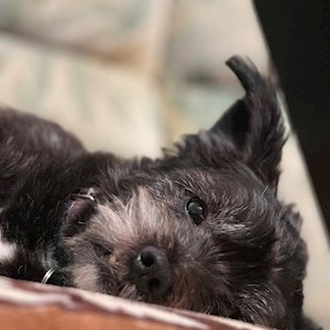 petsitter Târgu Mureș sau Bonă pentru animale pentru Câini Pisici