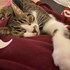 Cecilia + stapan de animal de companie care a apelat la un pet sitter in loc de pensiune canina sau pet hotel