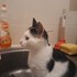 - + stapan de animal de companie care a apelat la un pet sitter in loc de pensiune canina sau pet hotel