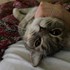 Alexandra + stapan de animal de companie care a apelat la un pet sitter in loc de pensiune canina sau pet hotel