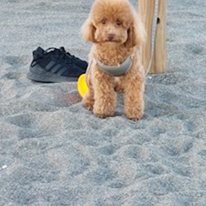 petsitter Voluntari sau Bonă pentru animale pentru