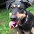 Emanuela + stapan de animal de companie care a apelat la un pet sitter in loc de pensiune canina sau pet hotel
