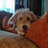 Florentina + stapan de animal de companie care a apelat la un pet sitter in loc de pensiune canina sau pet hotel