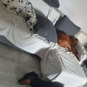 petsitter Timișoara sau Bonă pentru animale pentru Câini 