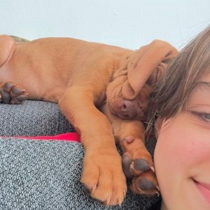 petsitter București sau Bonă pentru animale pentru Câini Pisici