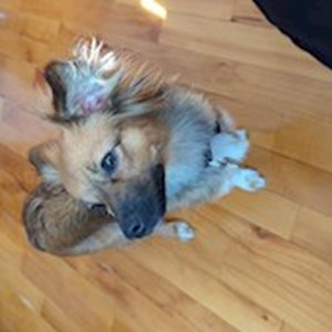 petsitter Sibiu or Pet nanny for 