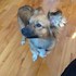 Ana + stapan de animal de companie care a apelat la un pet sitter in loc de pensiune canina sau pet hotel