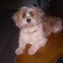 Cristina + stapan de animal de companie care a apelat la un pet sitter in loc de pensiune canina sau pet hotel