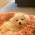 Angela + stapan de animal de companie care a apelat la un pet sitter in loc de pensiune canina sau pet hotel