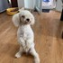 Danciu + stapan de animal de companie care a apelat la un pet sitter in loc de pensiune canina sau pet hotel
