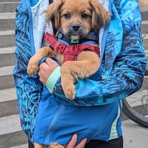 petsitter Timișoara or Pet nanny for Dogs Cats