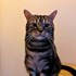 Lucian + stapan de animal de companie care a apelat la un pet sitter in loc de pensiune canina sau pet hotel
