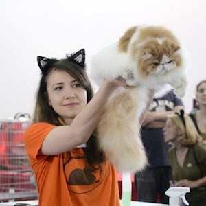 petsitter București or Pet nanny for Cats 