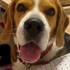 Nicoleta + stapan de animal de companie care a apelat la un pet sitter in loc de pensiune canina sau pet hotel