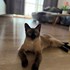 Magda + stapan de animal de companie care a apelat la un pet sitter in loc de pensiune canina sau pet hotel