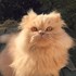 Amalia + stapan de animal de companie care a apelat la un pet sitter in loc de pensiune canina sau pet hotel