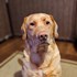Deak + stapan de animal de companie care a apelat la un pet sitter in loc de pensiune canina sau pet hotel