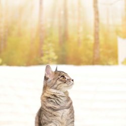 Teodora - pet sitter cats Cluj-Napoca