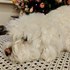 Simona + stapan de animal de companie care a apelat la un pet sitter in loc de pensiune canina sau pet hotel