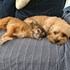 Ruxandra + stapan de animal de companie care a apelat la un pet sitter in loc de pensiune canina sau pet hotel