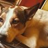 Radu + stapan de animal de companie care a apelat la un pet sitter in loc de pensiune canina sau pet hotel