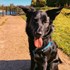 Laura + stapan de animal de companie care a apelat la un pet sitter in loc de pensiune canina sau pet hotel